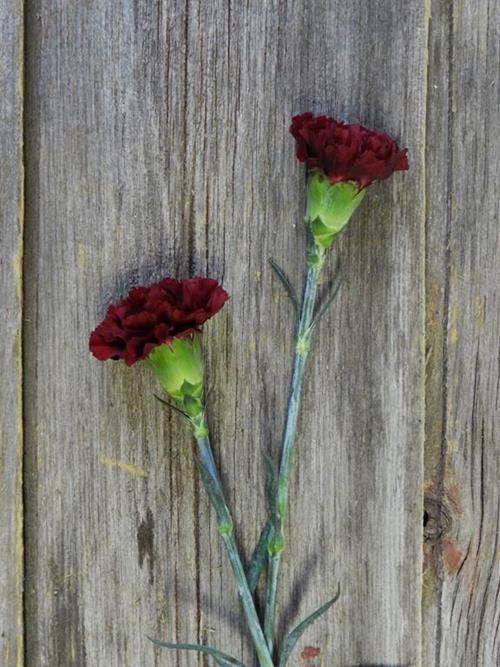 ZURIGO BURGUNDY CARNATIONS